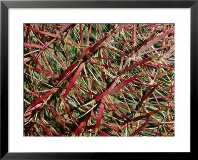 A Close View Of A Barrel Cactus by Marc Moritsch Pricing Limited Edition Print image