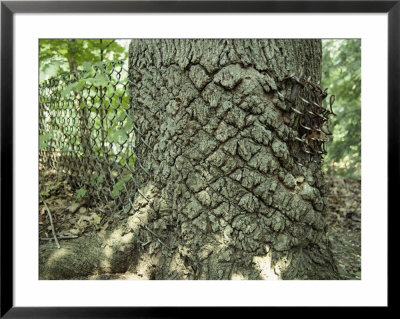 A Old Chain-Link Fence Has Been Swallowed By An Expanding Tree by Stephen St. John Pricing Limited Edition Print image