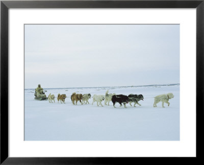 A Dogsledder And His Team Near Hudson Bay by Norbert Rosing Pricing Limited Edition Print image