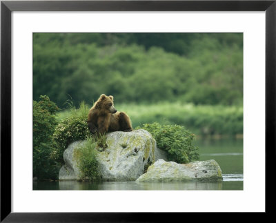 A Brown Bear Resting On A Rock At The Waters Edge by Klaus Nigge Pricing Limited Edition Print image