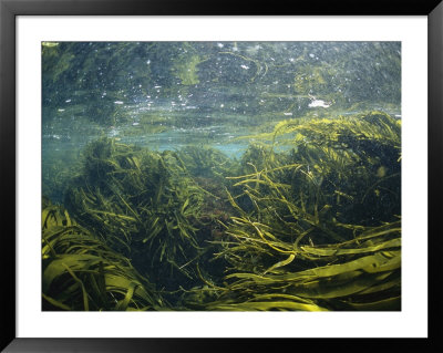 Kelp Leaves Wave In A Kelp Forest by Nick Caloyianis Pricing Limited Edition Print image