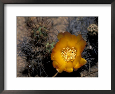 Cactus Flower In Atacama Desert, Chile by Andres Morya Pricing Limited Edition Print image