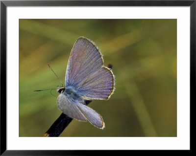 Ceraunus Blue Butterfly Warming Wings At Dawn, Texas, Usa by Maresa Pryor Pricing Limited Edition Print image