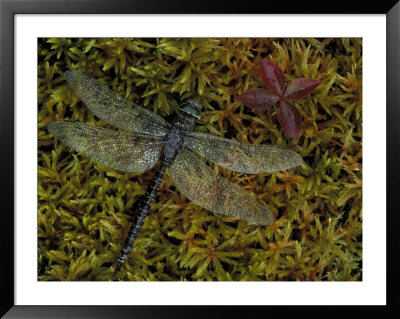 Dragonfly On Moss, Jasper National Park, Canada by Claudia Adams Pricing Limited Edition Print image