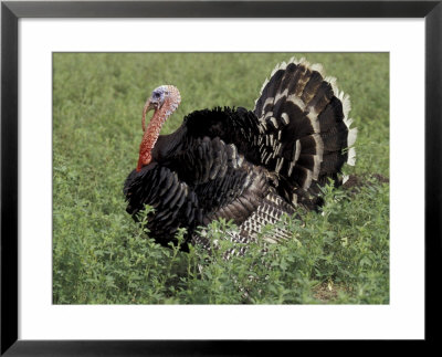 Turkey In Field, Ica, Peru by Claudia Adams Pricing Limited Edition Print image