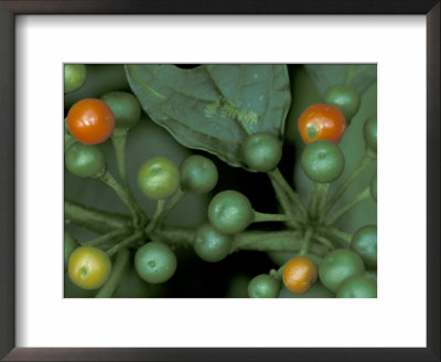 Berries Of An Understory Shrub, Vulcano Baru, Parque National De Amistad, Chiriqui Province, Panama by Christian Ziegler Pricing Limited Edition Print image
