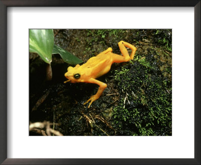 Panama Golden Frog, Panama, El Valle by David M. Dennis Pricing Limited Edition Print image