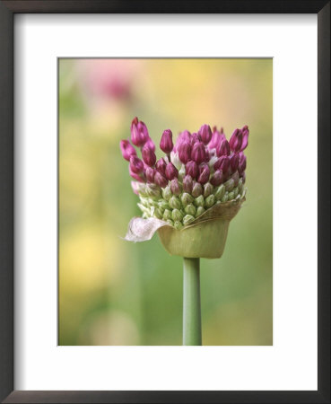 Allium Aflatuense, Close-Up Of Emerging Purple Flower by Steven Knights Pricing Limited Edition Print image
