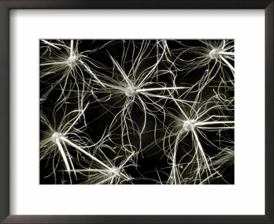 Black And White Image, Close-Up Of Cactus Spines by James Guilliam Pricing Limited Edition Print image