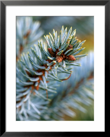 Picea Pungens Koster, Close-Up Of Branch by Susie Mccaffrey Pricing Limited Edition Print image