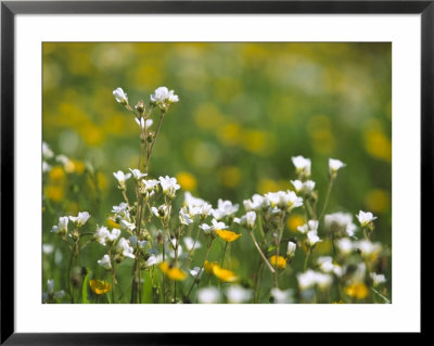 Meadow Saxifrage & Meadow Buttercups (Ranunculus Acris), Uk by Mark Hamblin Pricing Limited Edition Print image