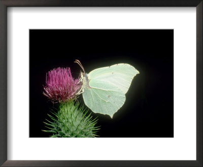 Brimstone Butterfly, Glapthorn Cow Pastures, Uk by Harry Fox Pricing Limited Edition Print image