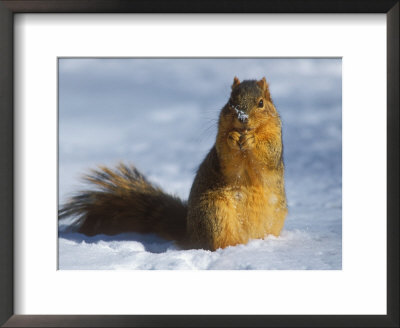 Eastern Fox Squirrel, Feeding In Snow, Usa by David Boag Pricing Limited Edition Print image