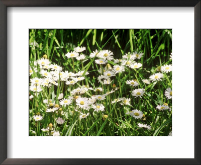 Lawn Weed, Daisy Bellis Perennis by Erika Craddock Pricing Limited Edition Print image
