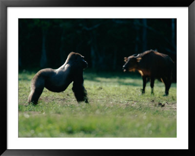 A Gorilla (Gorilla Gorilla Gorilla) Stands His Ground Against A Forest Buffalo (Syncerus Caffer) by Michael Nichols Pricing Limited Edition Print image