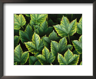 An Array Of Ivy Leaves by Paul Damien Pricing Limited Edition Print image