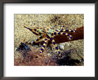 Southern Blue Ring Octopus, South Australia by David B. Fleetham Pricing Limited Edition Print image