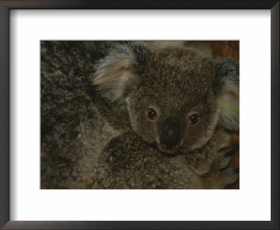 A Juvenile Koala Clings To Its Mother In Eastern Australia by Nicole Duplaix Pricing Limited Edition Print image