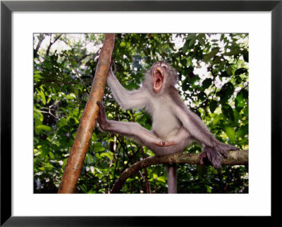 Long-Tailed Macaque (Macaca Fascicularis) by Mattias Klum Pricing Limited Edition Print image
