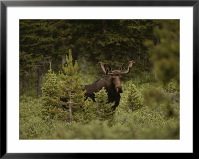 A Bull Moose Stops For A Photograph Near Paint Rock Lakes by Raymond Gehman Pricing Limited Edition Print image