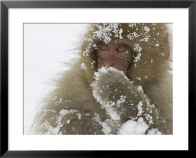 Big-Eyed, Snow-Covered Baby Snow Monkey (Macaca Fuscata) by Roy Toft Pricing Limited Edition Print image