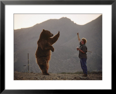 A Trained Grizzly Bear Stands For A Jelly Treat by Joel Sartore Pricing Limited Edition Print image