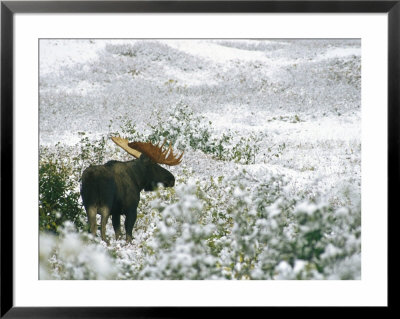 Bull Moose On A Snow-Covered Hillside by Rich Reid Pricing Limited Edition Print image