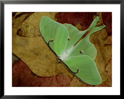 Luna Moth, Threat Display Markings, Florida by Brian Kenney Pricing Limited Edition Print image