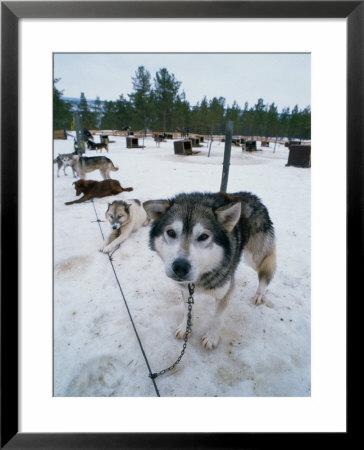 Dog Sled Tours, Karasjok Finn, Norway by Dan Gair Pricing Limited Edition Print image