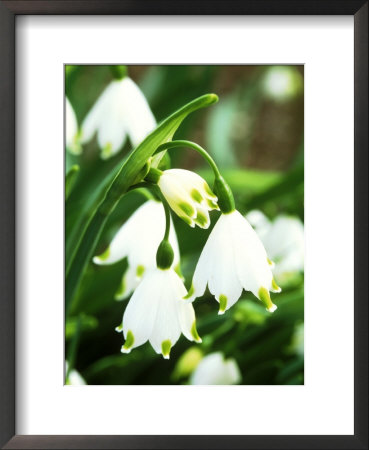 Leucojum Aestivum by Mark Bolton Pricing Limited Edition Print image