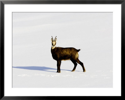 Chamois, Standing In Snow, Switzerland by David Courtenay Pricing Limited Edition Print image