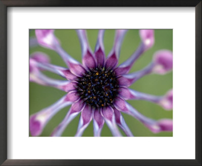 Osteospermum by Juliet Greene Pricing Limited Edition Print image