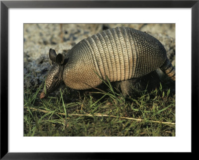 Nine-Banded Armadillo, Melbourne, Florida by Bianca Lavies Pricing Limited Edition Print image