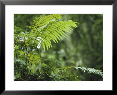 Close View Of Ferns In A Papua New Guinea Forest by Klaus Nigge Pricing Limited Edition Print image