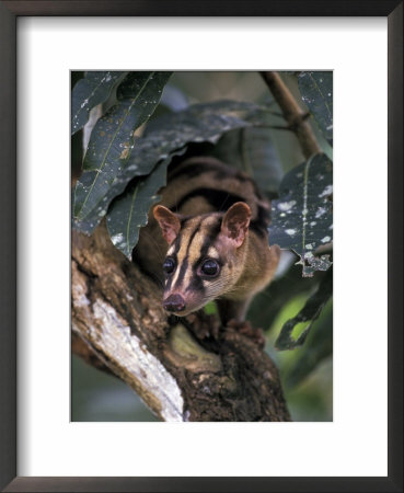 Banded Palm Civet, Malaysia by Gavriel Jecan Pricing Limited Edition Print image