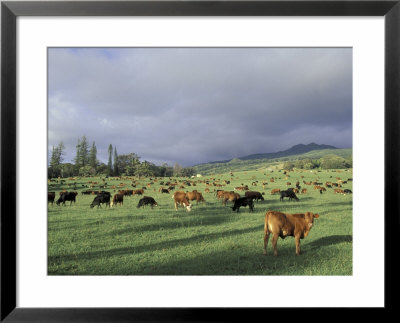 Cows Grazing In Lush Fields, Hana, Maui, Hawaii, Usa by John & Lisa Merrill Pricing Limited Edition Print image