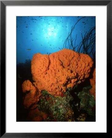 Elephant Ear Sponge, Bonaire by Laurence Gould Pricing Limited Edition Print image