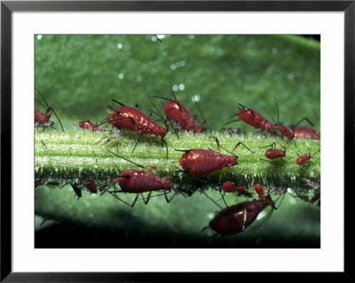 Aphids (Family Aphididae) On Leaf by Gary Mcvicker Pricing Limited Edition Print image