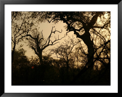 African Landscape - Kruger National Park by Keith Levit Pricing Limited Edition Print image