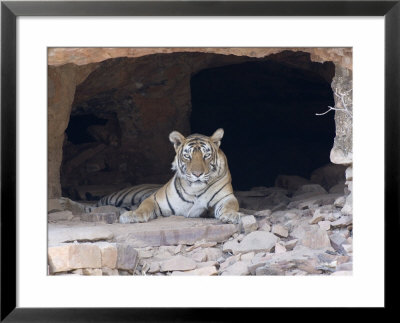 Bengal Tiger, Female In Cave, India by Mike Powles Pricing Limited Edition Print image