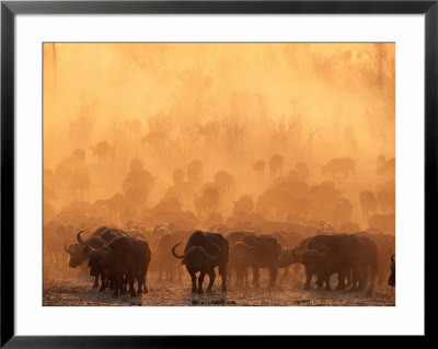 A Herd Of Cape Buffalo Create A Dust Cloud by Beverly Joubert Pricing Limited Edition Print image