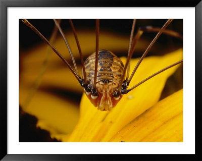 Close View Of A Daddy Longlegs (Harvestman) by Darlyne A. Murawski Pricing Limited Edition Print image