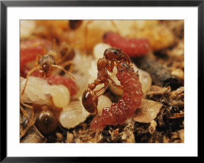 A Maculinea Alcon Caterpillar Is Fed Liquids By A Myrmica Ant by Darlyne A. Murawski Pricing Limited Edition Print image