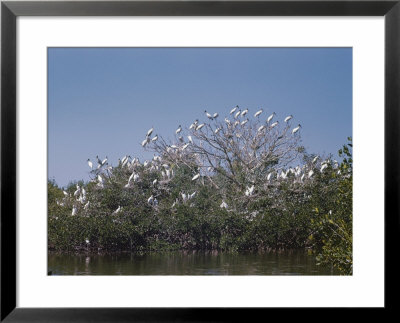 A Flock Of Wood Ibises Rest On Tree Branches by Willard Culver Pricing Limited Edition Print image