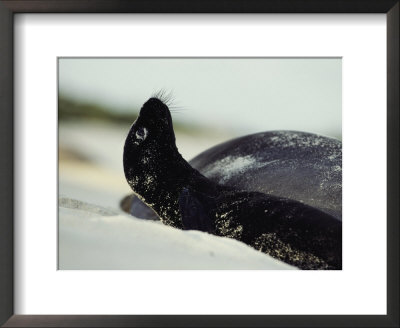 A Juvenile Monk Seal On A Beach Near Its Mother by Bill Curtsinger Pricing Limited Edition Print image