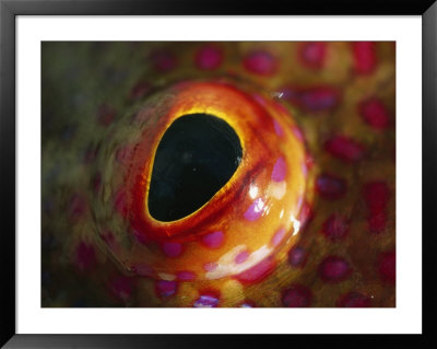 A Close View Of The Eye Of A Colorful Grouper Fish by Bill Curtsinger Pricing Limited Edition Print image