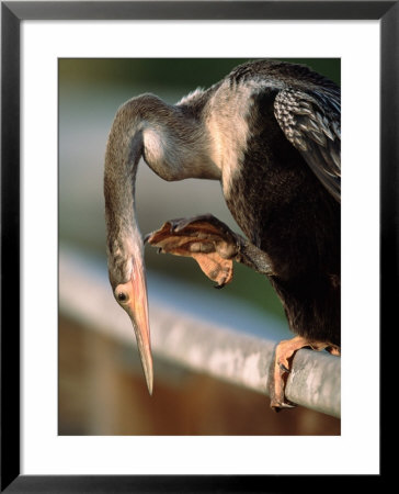Anhinga Scratching, Everglades National Park, Florida, Usa by Charles Sleicher Pricing Limited Edition Print image