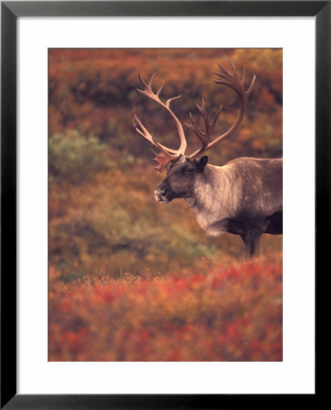 Caribou In Autumn Tundra Of Denali National Park, Alaska, Usa by Stuart Westmoreland Pricing Limited Edition Print image
