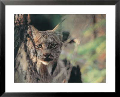 Lynx In Denali National Park, Alaska, Usa by Dee Ann Pederson Pricing Limited Edition Print image
