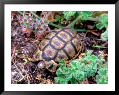 Angulate Tortoise In Flowers, South Africa by Claudia Adams Pricing Limited Edition Print image